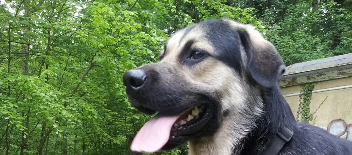 Hundevermittlung