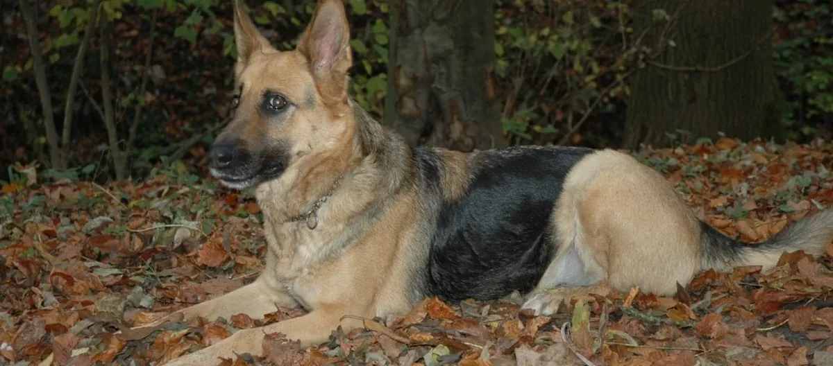 Tagesbetreuung für Hunde
